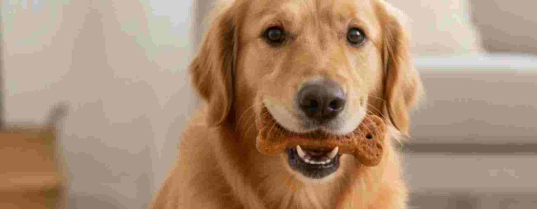 Natuurlijke hondensnacks: waar let je op?