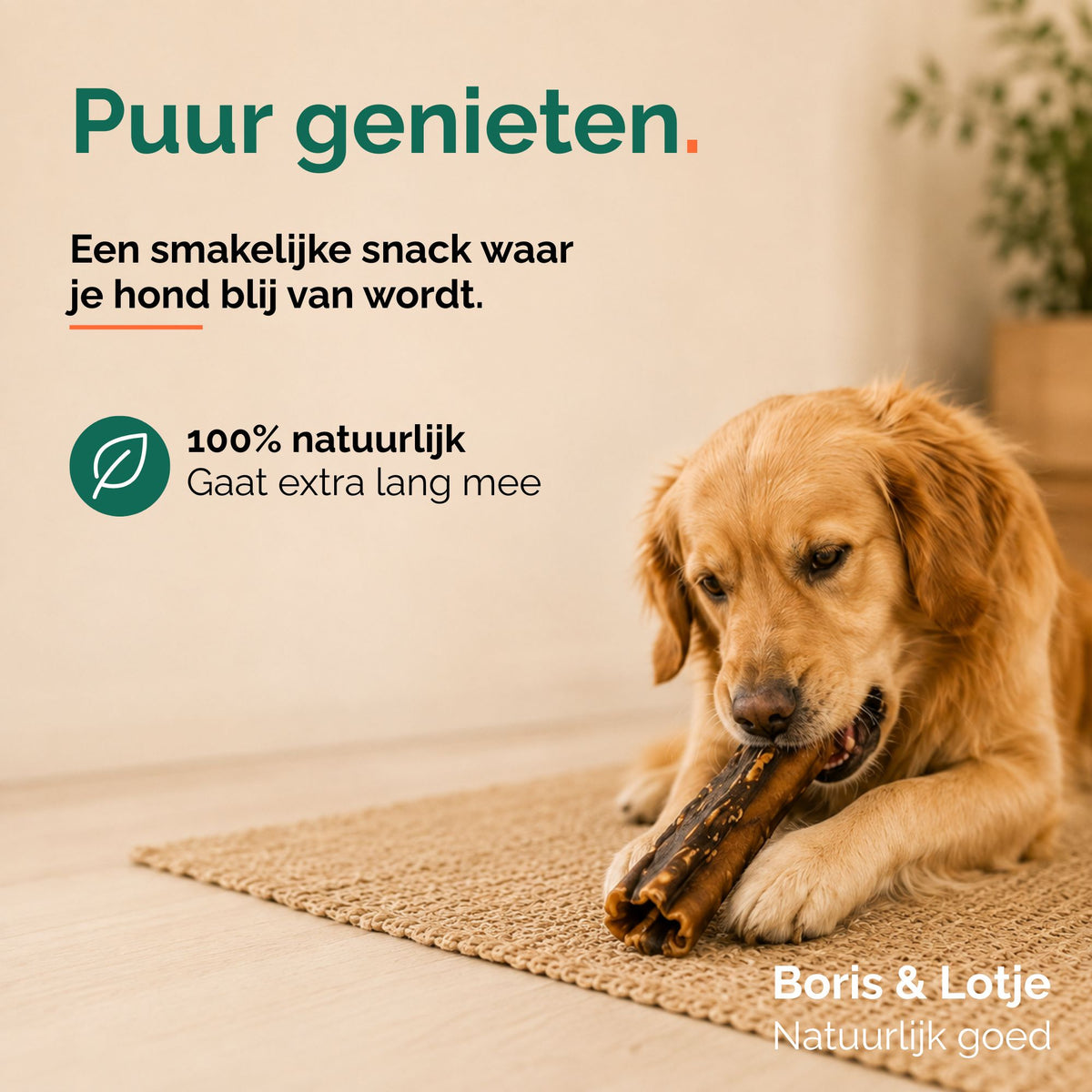 Peau de tête de bœuf 30 cm - 500 grammes