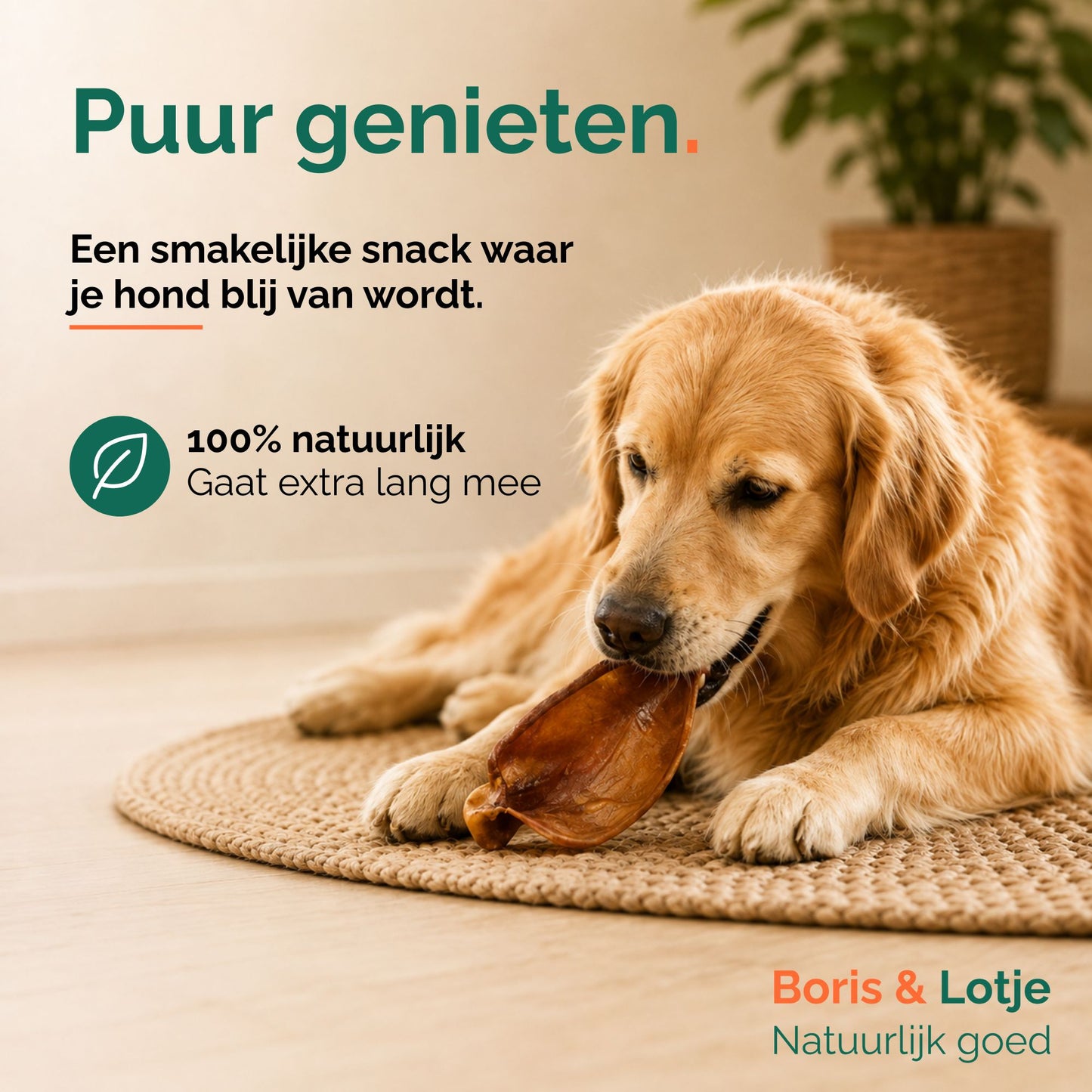 Varkensoren runderoor 100% natuurlijke hondensnack 500 gram