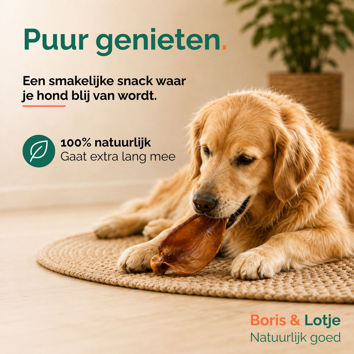 Oreilles de porc pour chien 500 grammes