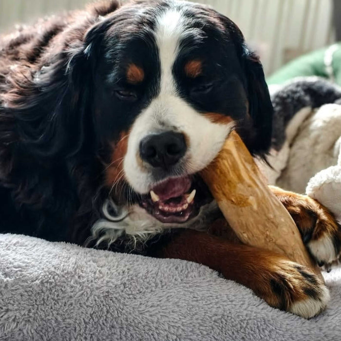 Racine de caféier pour chiens