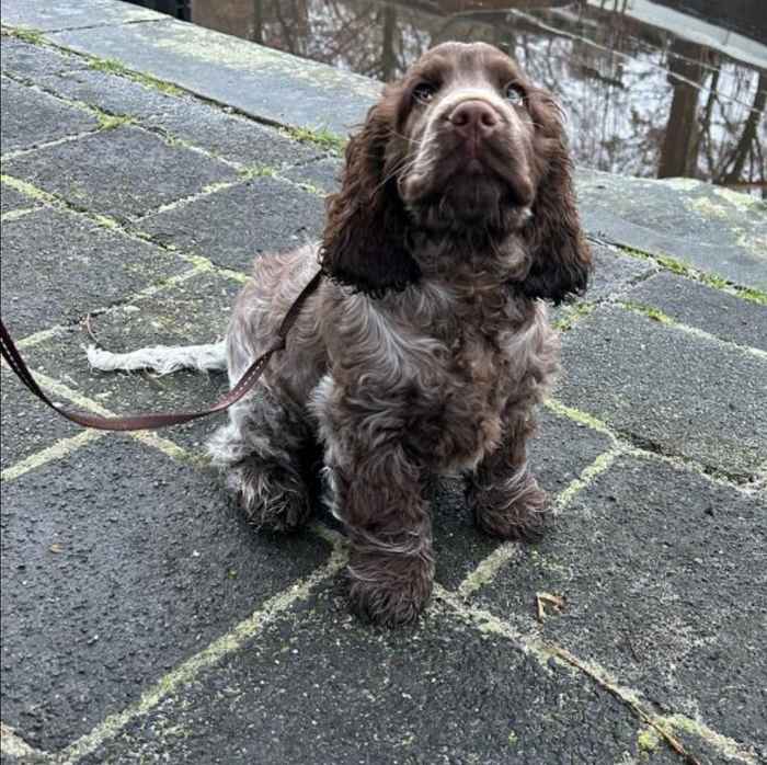 Chiot