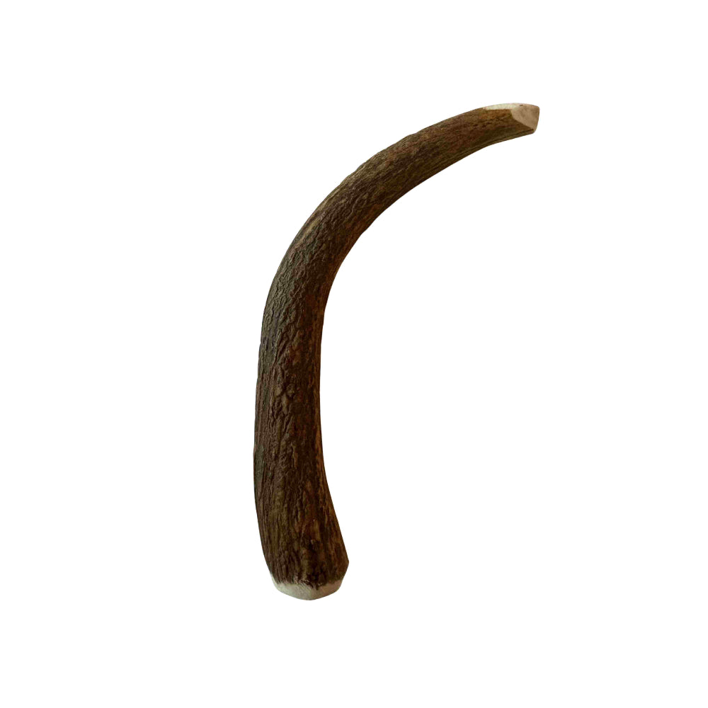 Bois de daim M (15-20 cm)