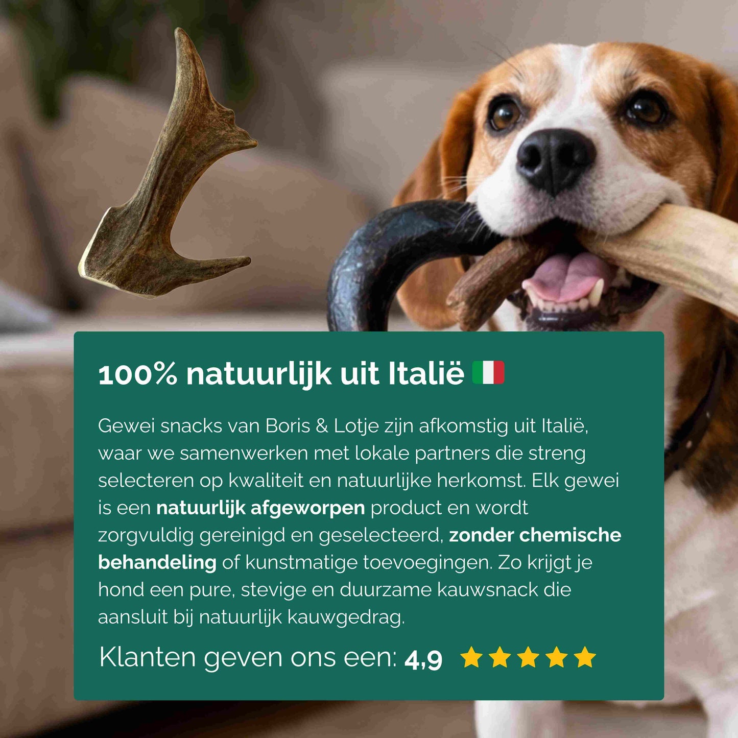 Rendiergewei hondensnack 100% natuurlijk maat L - Per stuk