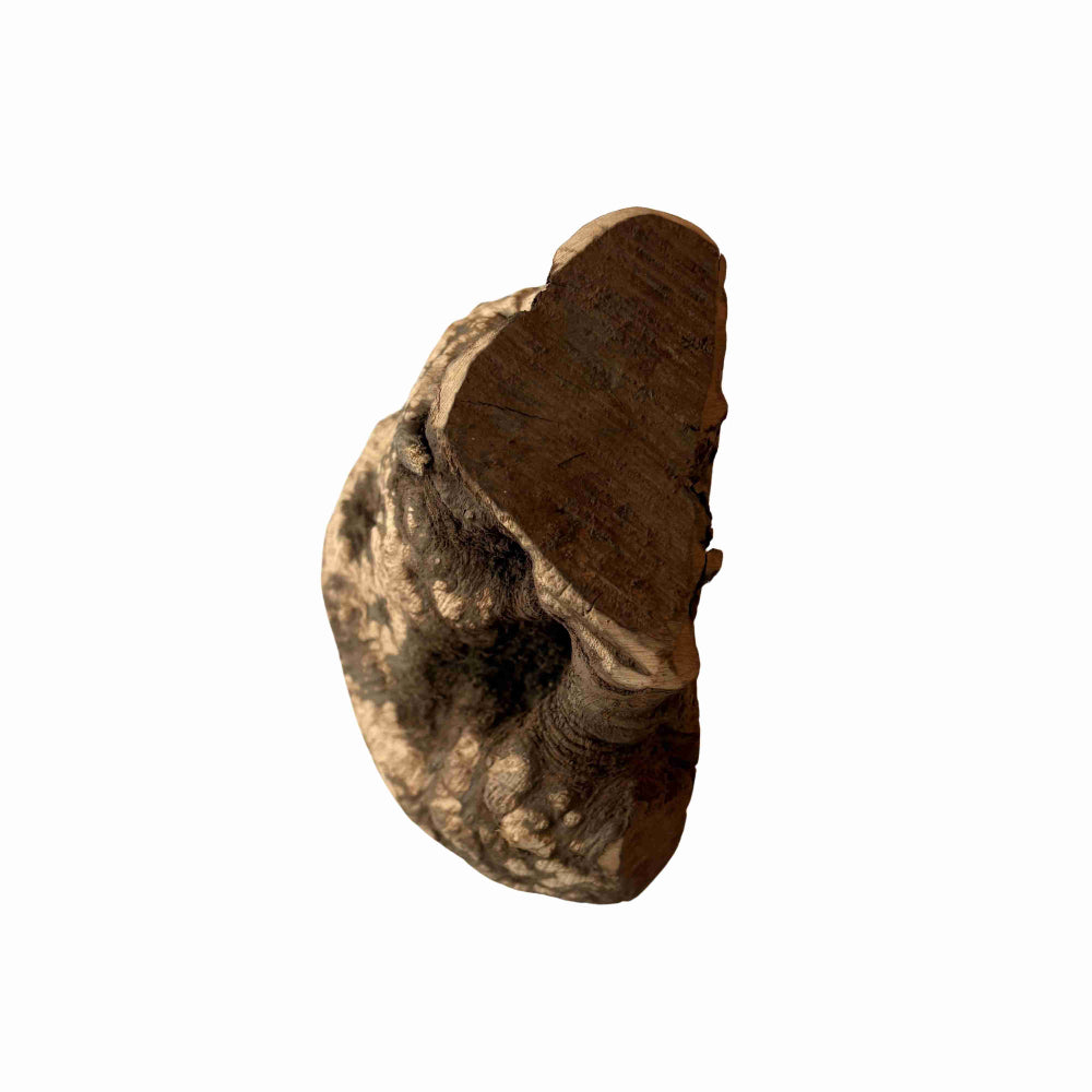 Racine de bruyère M (200-300 grammes)