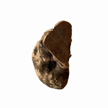 Racine de bruyère M (200-300 grammes)