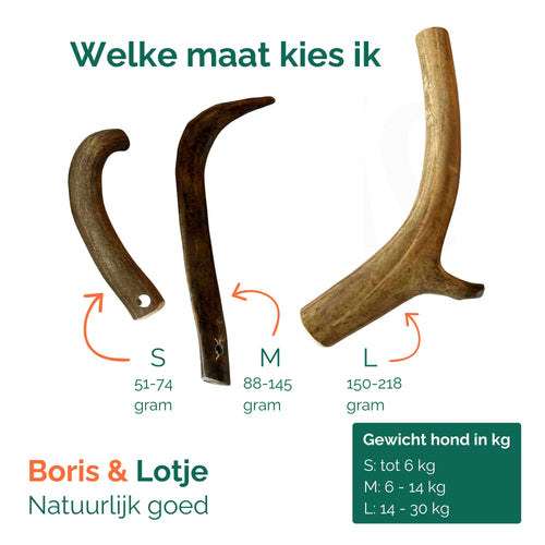 Bois de cerf élaphe S (51-74 grammes)