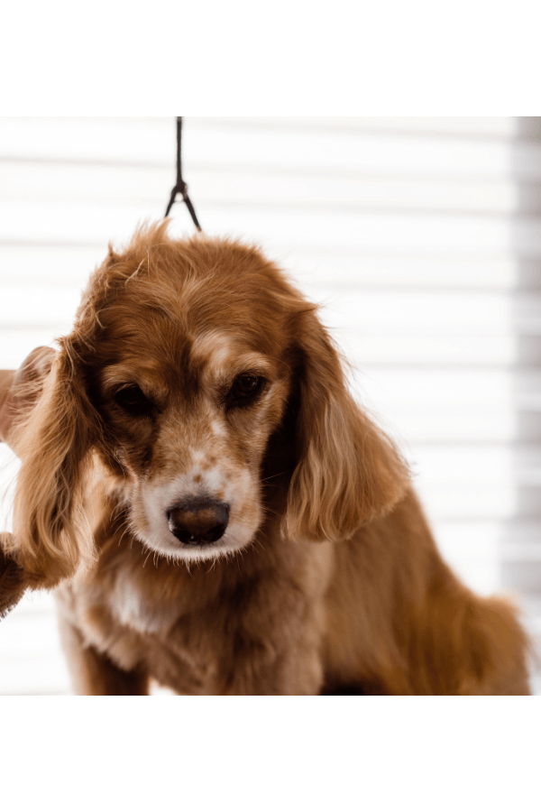 Brosse pour chien en bambou 15,4 x 10,4 cm - À l’unité