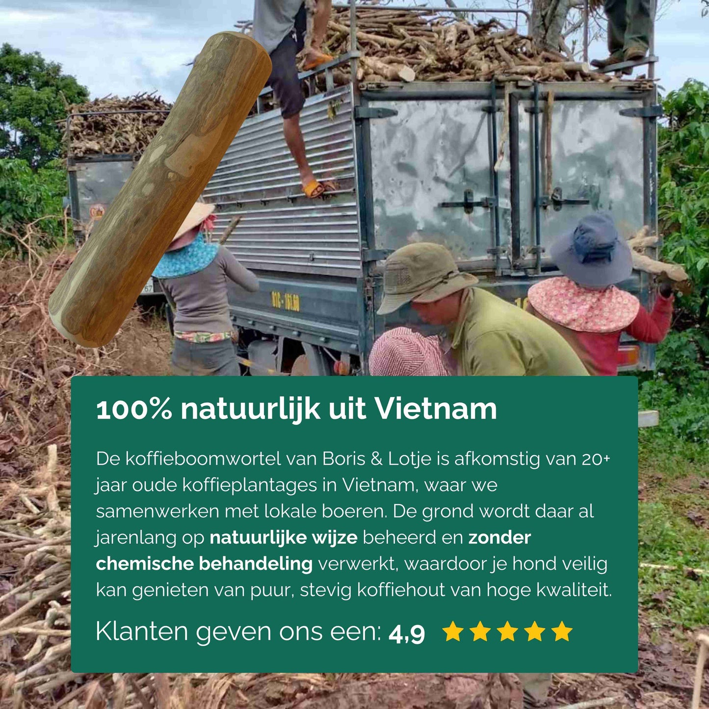 Koffieboomwortel kauwstaaf hond maat S, 13-15 cm - per stuk