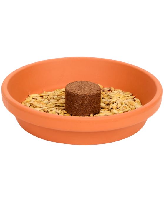 Kit de culture d’herbe à chat en 3 pièces