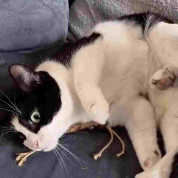 Jouet interactif pour chat
