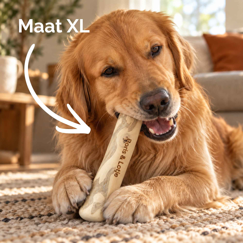 Bâton à mâcher en racine de caféier pour chien S (13-15 cm)